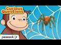 Why Do Spiders Build Webs CURIOUS QUESTIONS
