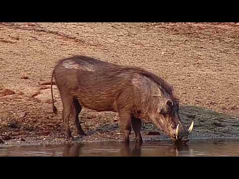 Djuma: Warthog - 16:40 - 09/18/20