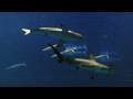 Web Extra Great White Sharks In Captivity KQED QUEST