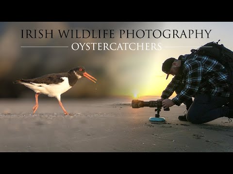 Irish Wildlife Photography - Oystercatchers at the Beach