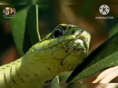 "Most Dangerous Snakes, Scorpions & Wild Animals in the World 🐍🦂 | Deadly  #wildlife #documentary