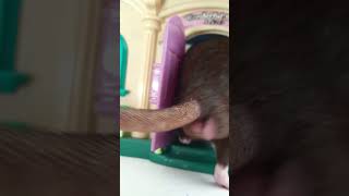 Download lagu Keeping male rats be like.. π€π mp3 Download lagu Keeping male rats be like.. π€π mp3