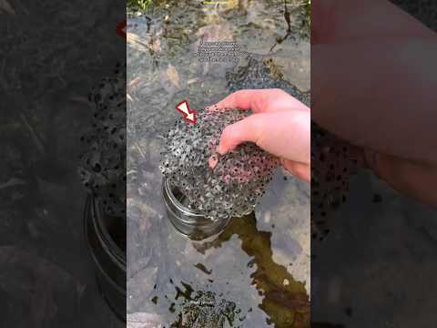 He Thought They Were Bubbles… But They Were Frog Eggs! 😱🐸 #shots #facts
