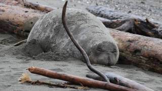 preview picture of video 'Abby the Elephant Seal Visits West Seattle'
