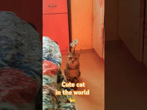 cute cat in the world#Nitish#Sukruth#SN gaming28#