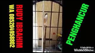 Download lagu CENDET PENGHANCUR milik om rudy ibrahim situbondo (jelmaan kuntilanak speed n panjang) mp3 Download lagu CENDET PENGHANCUR milik om rudy ibrahim situbondo (jelmaan kuntilanak speed n panjang) mp3