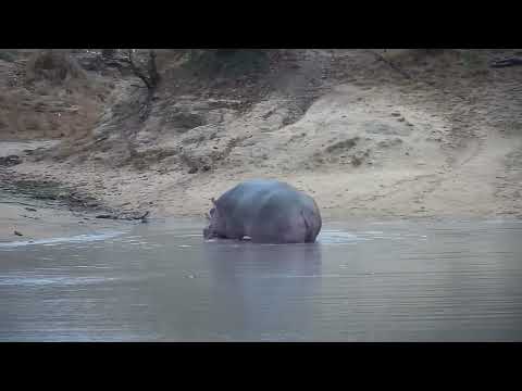 Djuma: Hippo yawning and then leaving the dam - 16:53 - 09/27/2023
