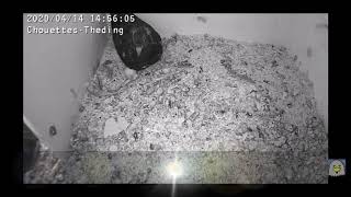 A squab incubates the eggs of the 2nd litter!