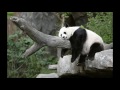 Un Vieux Papi Panda