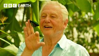 100 רגעים איקוניים מסר דייוויד אטנבורו | BBC Earth