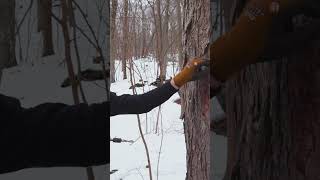 Download lagu Here's how $200 maple syrup is made. 🍁  #maplesyrup #trees #sap mp3