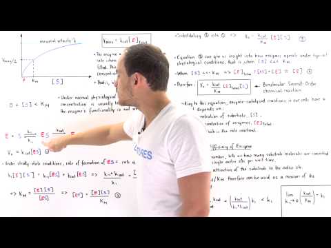 Catalytic Efficiency of Enzymes (kcat/Km)