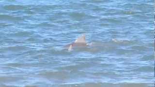 preview picture of video 'Dolphins at Rehoboth Beach, DE on 9/21/12'