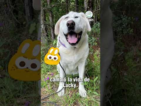Perro Rechazado Por Su Apariencia es El Más Feliz Ahora