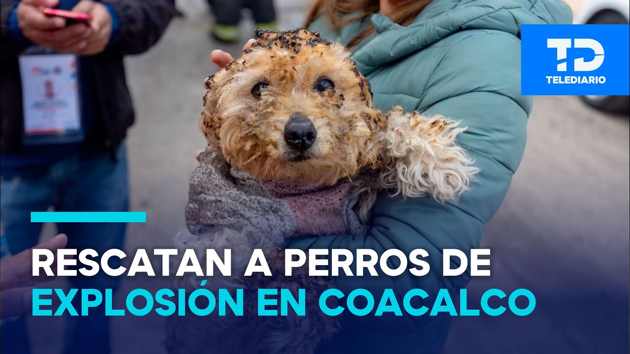 ¡Se quemaron 10 perritos y un pez! Rescatan animales de la explosión de una gasera en Coacalco
