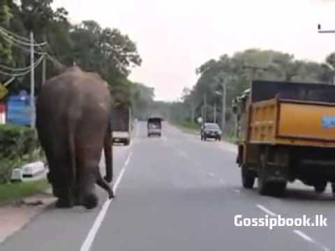 Elephant visit to Army Cam for food in Sri lanka -Gossipbook.lk