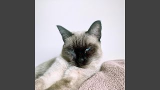 Nankör Kedi (Instrumental)