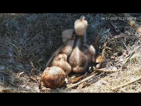 Hatching In Progress At Savannah Osprey Nest! – April 21, 2020