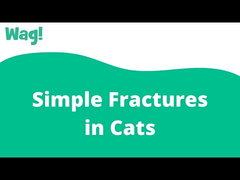 Simple Fractures in Cats | Wag!