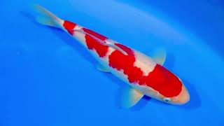 video van Kohaku 2404118