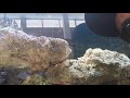 Nemo