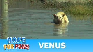 Hope For Paws: saving a German Shepherd abandoned in the desert.  Please share this unusual rescue.