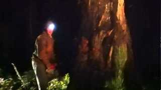 preview picture of video 'hazs chainsaw vs massive tree in jamieson.MOV'