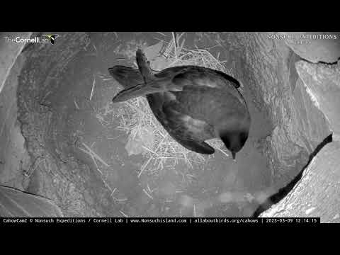 Petrel Pipping + Peeping = Hatching on Bermuda! March 9, 2023