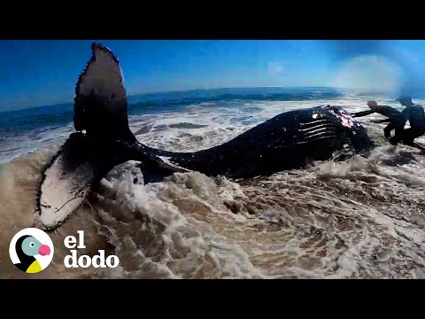 Personas trabajan por cuatro horas para ayudar a la ballena jorobada volver al océano | El Dodo