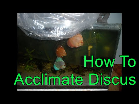 28. Tips on How To Acclimate Discus to reduce Stress