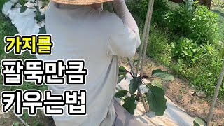 가지를 팔뚝만큼 크게 키워봅시다 - 서이장의 기초 텃밭가이드 [가지편]│농사직방