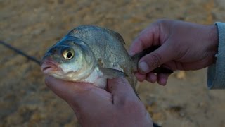 Рыбалка на угличском водохранилище с фидером