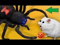 🎃 Halloween Hamster Maze with Traps [OBSTACLE COURSE]🔥 + BONUS