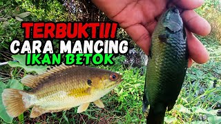 Download lagu The Most Effective Way to Catch Big Catfish in Swamps and Rice Fields | Beginner's Auto Strike mp3