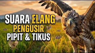 Download lagu Suara Elang ASLI Pengusir Burung Pipit & Tikus Sawah Paling Ampuh (100% Efektif) mp3