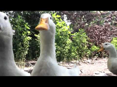 Ducks quacking