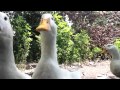 Ducks quacking