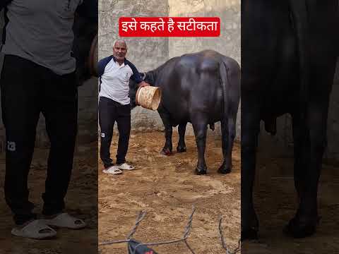 👌👌👌👌 इसे कहते है सटीकता #cow #murraha #baffalo #bull #bullfarm