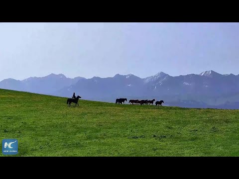 Spectacular nomadic migration in Tekes County, Xinjiang