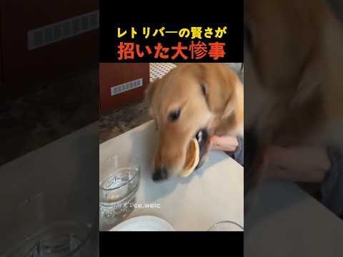 レトリバーの賢さが招いた大惨事
