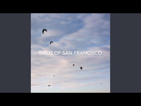 Birds Of San Francisco - Bo Staloch