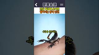 Download lagu The Shocking Reality of Being Stung by a Scorpion mp3 Download lagu The Shocking Reality of Being Stung by a Scorpion mp3