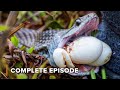 These snakes will kill you! | Extreme Snakes 101+102