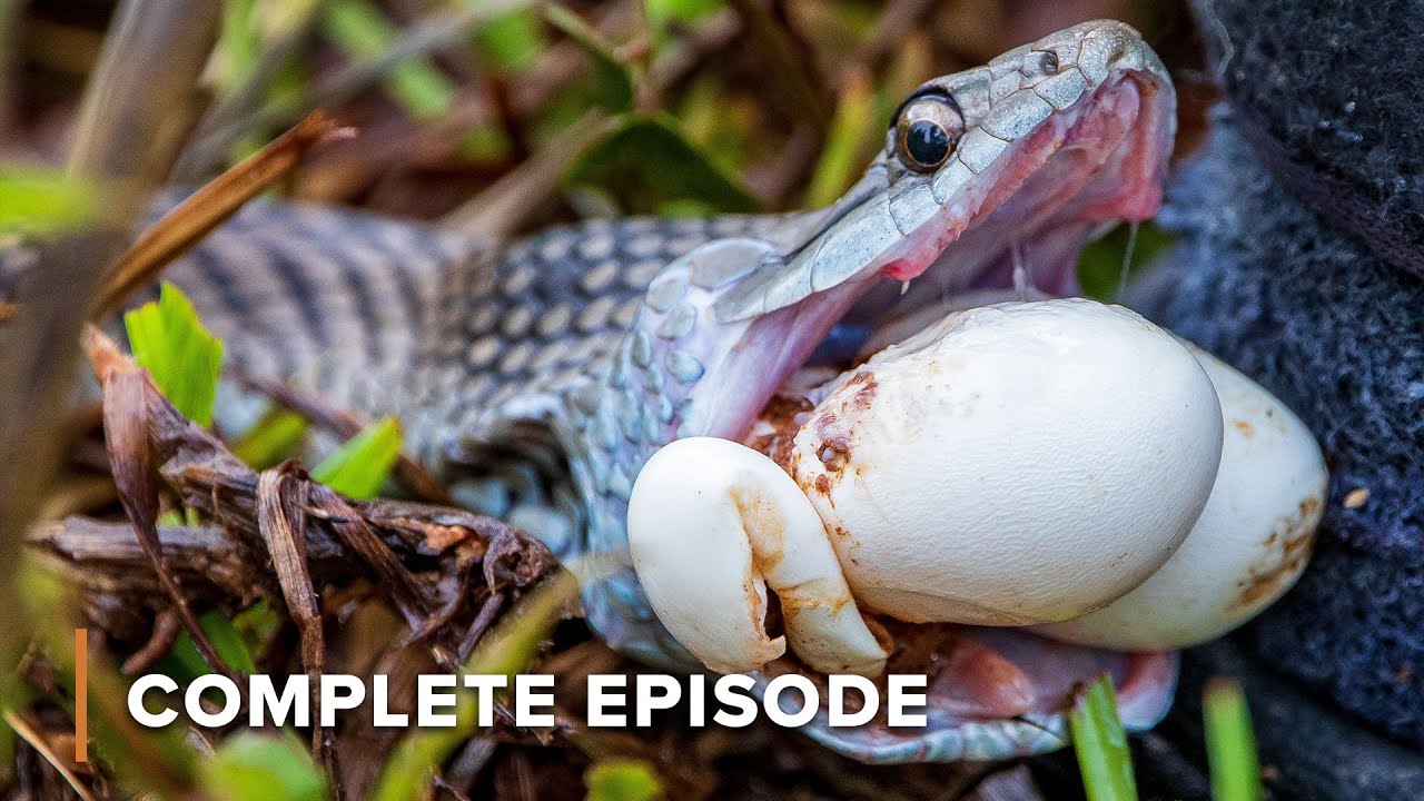 These snakes will kill you! | Extreme Snakes 101+102