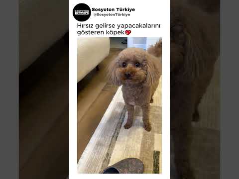Köpeğini Çok İyi Eğiten Kadın😅💖