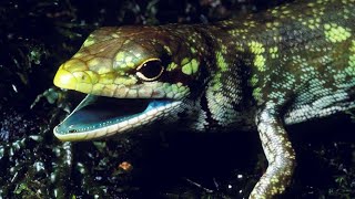 The Mystery of Lime-Green Lizard Blood