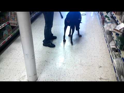 Alder's first day of pick up in public