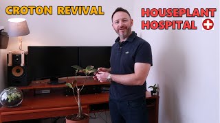 Croton Rescue ~ Care Guide - Codiaeum Mrs Iceton