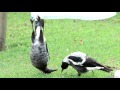 Magpie Hangs Upside Down