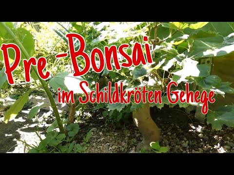 Streifzug durch den Pre-Bonsai Kleinwald -mit Schildkröten 🐢 2023/35
